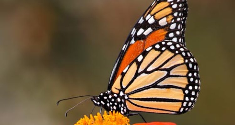 5eae610b-9e9a-4331-8ed9-1682fac5cadd_Product - shutterstock_72607867_monarchvlinder_vlinder_bloem_oranje_5884e3b5_750x400